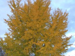 Ginkgo biloba